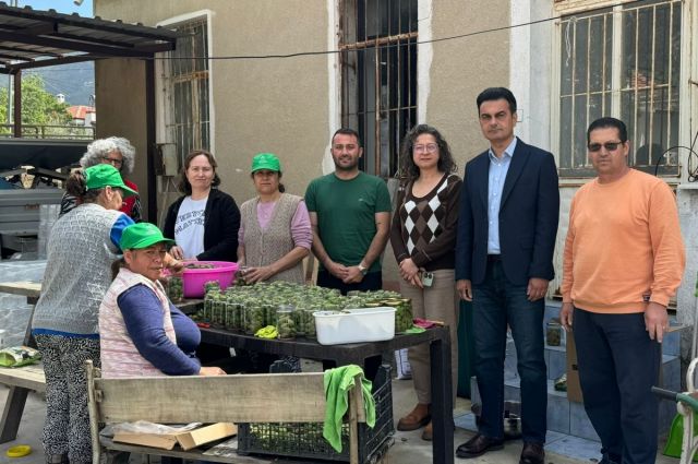 mugla’da-cagla-tursusu-uretimi-ekonomiye-katki-sagladi