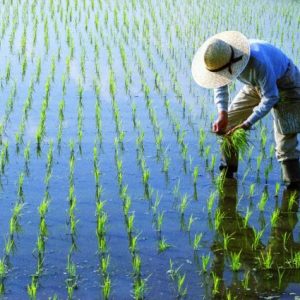 cin-gubre-ihracatina-sinirlama-getirdi