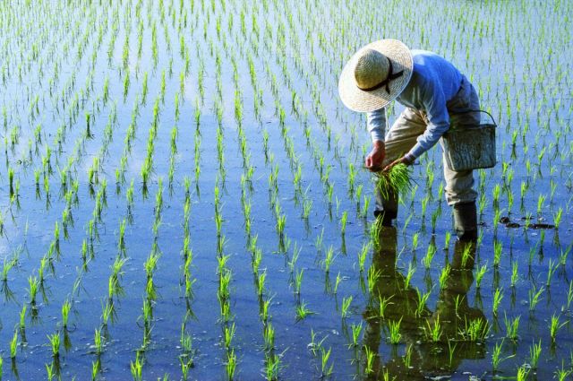 cin-gubre-ihracatina-sinirlama-getirdi