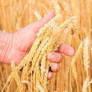 drv:-almanya’da-2026-bugday-uretimi-%3,3-azalacak