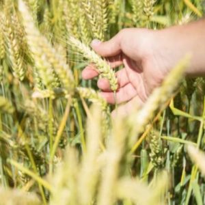 bloomberg:-avustralya'da-bugday-ekimi-son-7-yilin-en-dusugunde