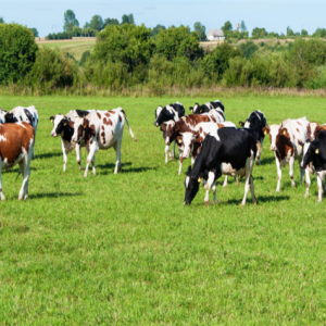 tarim-ve-orman-bakanligi’ndan-hayvancilikta-ucret-karari