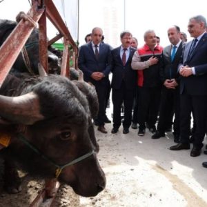 manda-islah-projesi-kapsaminda-damizlik-bogalar-yetistiricilere-dagitildi