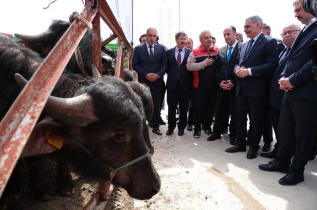 manda-islah-projesi-kapsaminda-damizlik-bogalar-yetistiricilere-dagitildi