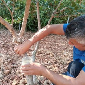 mugla-buyuksehir-sakiz-uretimi-icin-deneme-bahcesi-kurdu