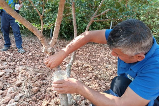 mugla-buyuksehir-sakiz-uretimi-icin-deneme-bahcesi-kurdu