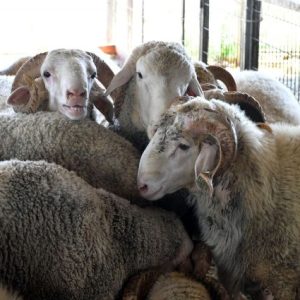 2026-kurbanlik-fiyatlari-netlesmeye-basladi!-buyukbas-ve-kucukbas-ne-kadar?