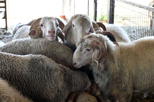 2026-kurbanlik-fiyatlari-netlesmeye-basladi!-buyukbas-ve-kucukbas-ne-kadar?