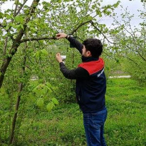 duzce’de-findikta-kokarcaya-karsi-tuzak-kuruldu
