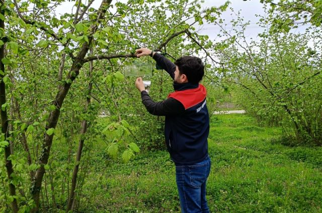 duzce’de-findikta-kokarcaya-karsi-tuzak-kuruldu