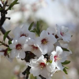 elazig’da-badem-ciceklenmesi-sahada-incelendi