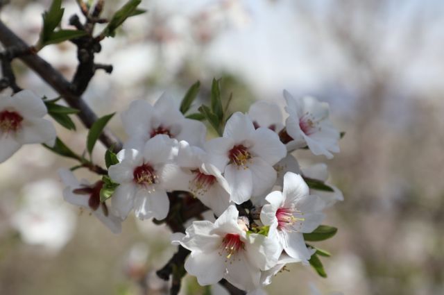 elazig’da-badem-ciceklenmesi-sahada-incelendi