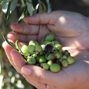 adiyaman-il-tarim-mudurlugu-zeytin-fidani-destegi-baslatti