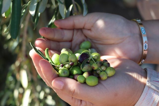 adiyaman-il-tarim-mudurlugu-zeytin-fidani-destegi-baslatti