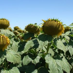 arjantin'de-aycicegi-uretimi-6,5-milyon-tonla-rekor-kirdi