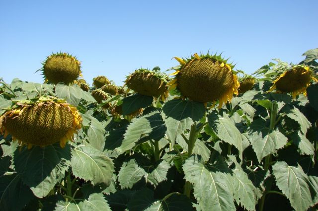 arjantin'de-aycicegi-uretimi-6,5-milyon-tonla-rekor-kirdi