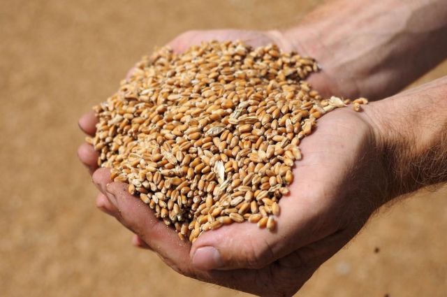 gurcistan’da-bugday-uretimi-143,7-bin-tona-geriledi