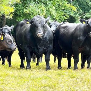 kostanay-tarim-kredi-kurumu-damizlik-hayvan-kredisi-baslatti