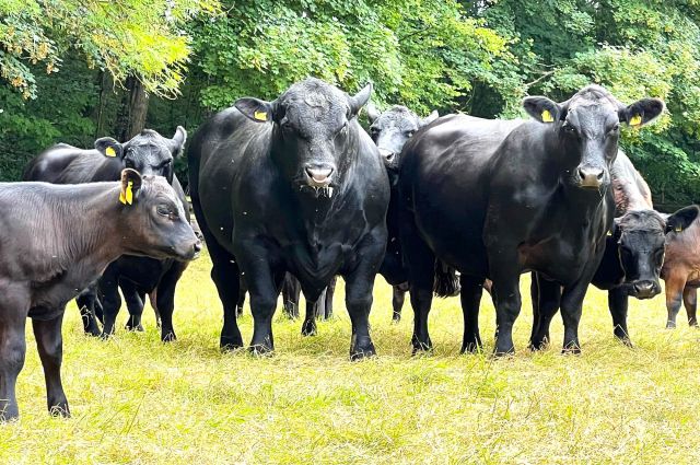 kostanay-tarim-kredi-kurumu-damizlik-hayvan-kredisi-baslatti