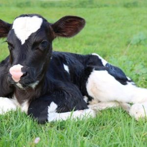 ankara-buyuksehir’den-buzagi-yemi-icin-%75-hibe-destegi