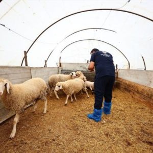 denizli-buyuksehir-damizlik-hayvan-destegini-surduruyor