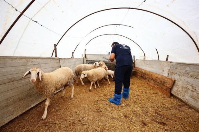 denizli-buyuksehir-damizlik-hayvan-destegini-surduruyor