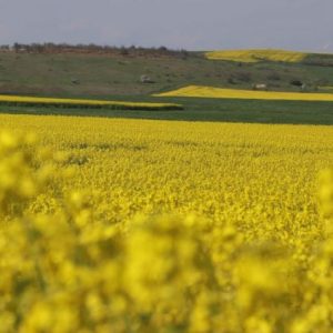 edirne’de-kanola-verimi-341-kilograma-yukseldi