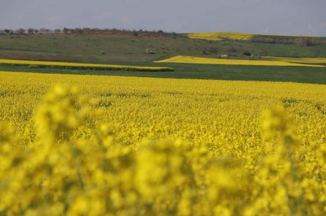 edirne’de-kanola-verimi-341-kilograma-yukseldi