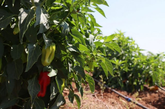 sanliurfa-bsb’den-ciftcilere-1-milyon-fide-destegi