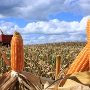 arjantin:-misir-fiyati-nisan-2026’da-rekor-kirdi