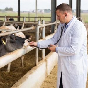 hukumet-veteriner-maaslarini-artirma-planini-acikladi