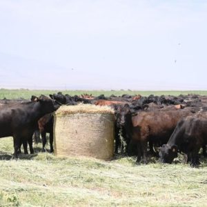 tigem-duve-desteginde-9.-grup-sureci-basladi