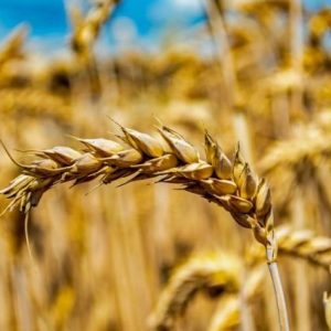 rusya-ve-abd-piyasalarinda-bugday-fiyatlari-hareketlendi