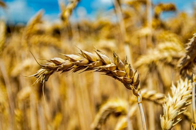 rusya-ve-abd-piyasalarinda-bugday-fiyatlari-hareketlendi