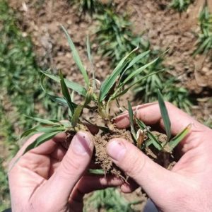 ciftciler-dikkat:-konya'da-bugday-ve-arpa-icin-kritik-uyari