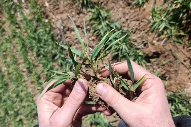 ciftciler-dikkat:-konya'da-bugday-ve-arpa-icin-kritik-uyari