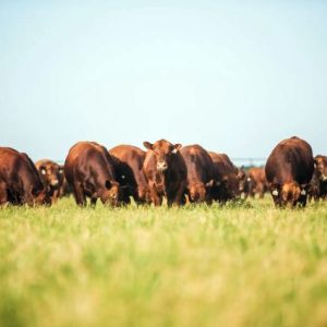 paraguay’da-et-sektoru-dolar-dususunden-etkileniyor