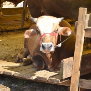 kurban-bayrami-icin-2026-kurallari-netlesti!