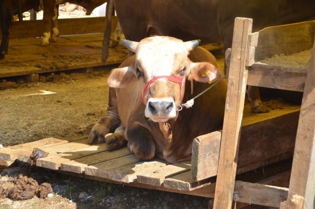 kurban-bayrami-icin-2026-kurallari-netlesti!