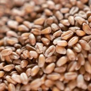 igc-dunya-tahil-uretim-tahminini-2,47-milyar-tona-cikardi