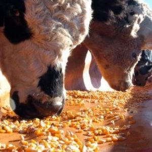 kuresel-misir-pazarinda-arjantin-firtinasi-esiyor!