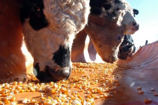 kuresel-misir-pazarinda-arjantin-firtinasi-esiyor!