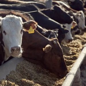 dogu-anadolu’da-hayvancilik-yatirimlarina-kapsamli-destek-paketi