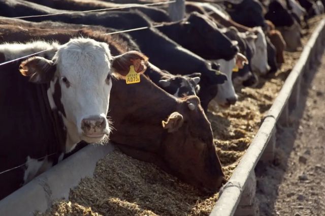 dogu-anadolu’da-hayvancilik-yatirimlarina-kapsamli-destek-paketi