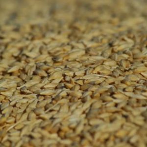 abd’li-alicilar-polonya’dan-bugday-satin-aldi:-yuksek-fiyatlar-ithalati-tetikledi