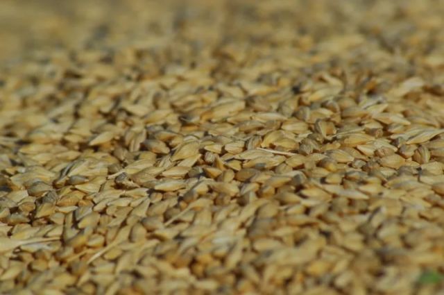 abd’li-alicilar-polonya’dan-bugday-satin-aldi:-yuksek-fiyatlar-ithalati-tetikledi