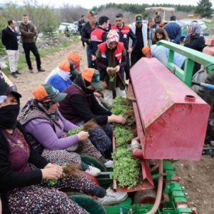 dinar’da-kekik-yetistiriciligi-projesi-icin-tarla-gunu-duzenlendi