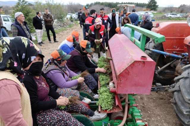 dinar’da-kekik-yetistiriciligi-projesi-icin-tarla-gunu-duzenlendi