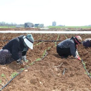 sursuru’de-domates-fidesi-dikimi-sahada-hiz-kazandi