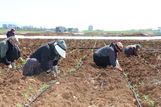 sursuru’de-domates-fidesi-dikimi-sahada-hiz-kazandi